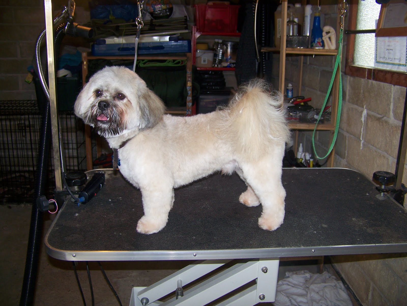 Blissful Dog Grooming Dougal Lhasa Apso