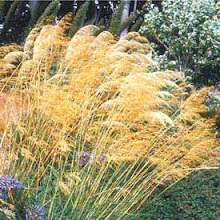 Stipa gigantea-Giant Feather Grass
