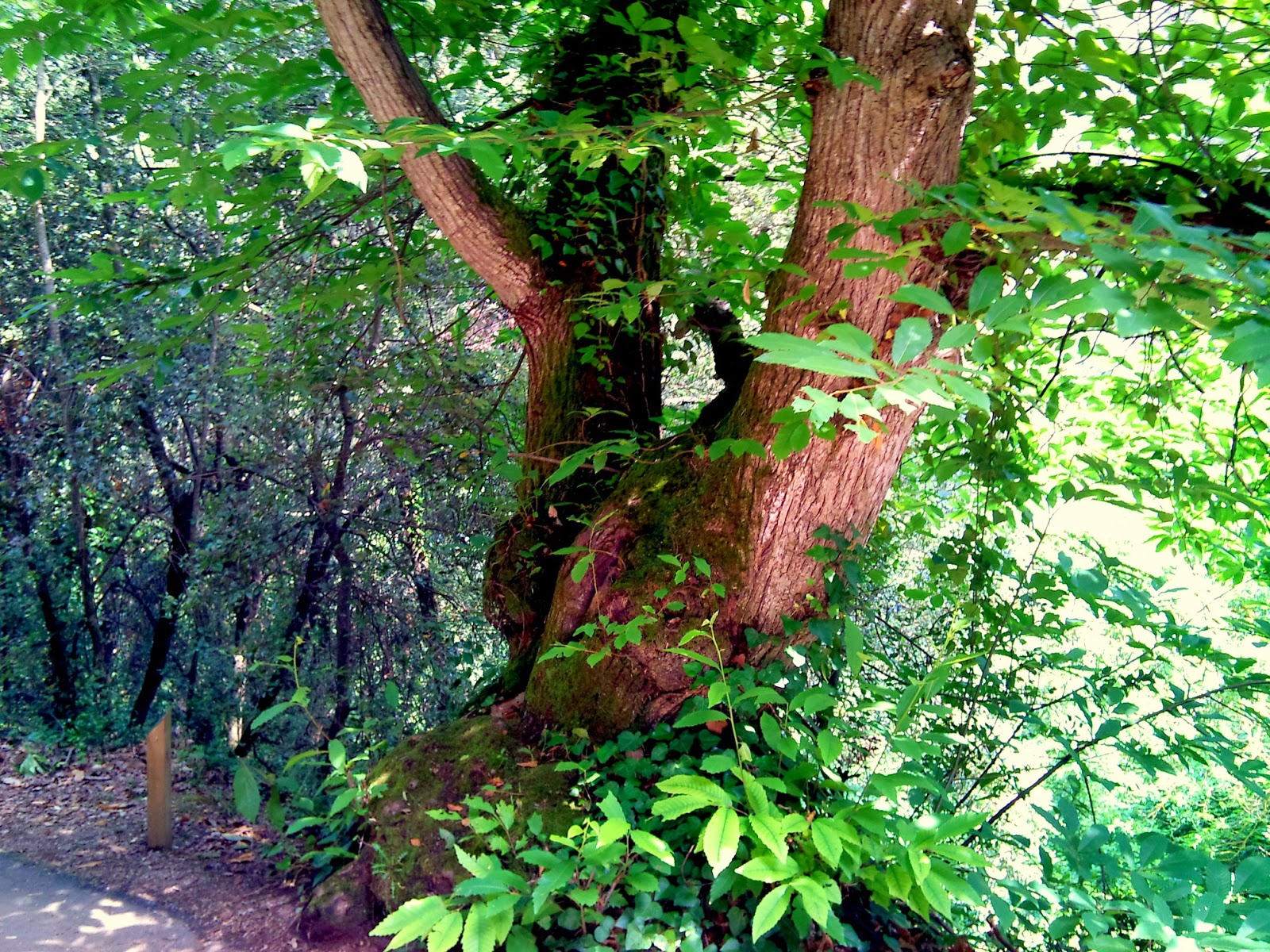 Árboles con alma: Castaño. Castanyer. (Castanea sativa)