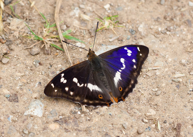 Purple Emperor - Fermyn Woods, Northamptonshire