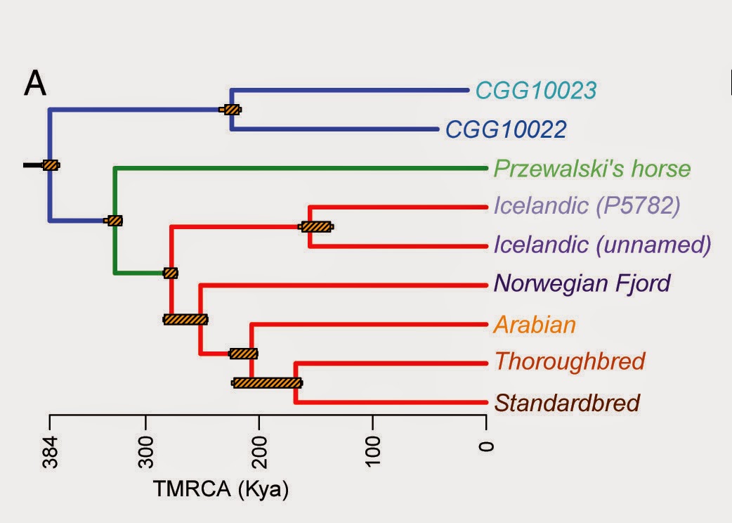 The Evolving Placenta Domestication of horses