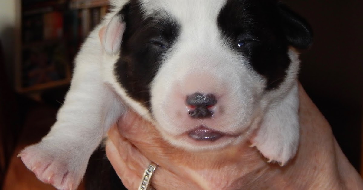 Big Ears Kennel Geepers Peepers