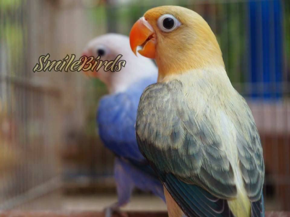 Sumber Informasi Burung Rumus Rahasia Cetak Biola Parblue Euwing