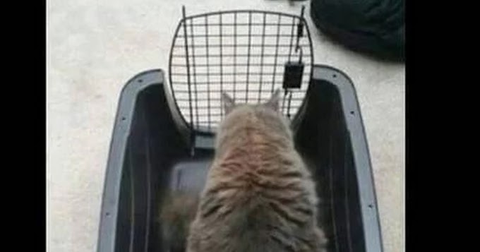 Growth Mindset & Feedback Cats: If you only focus on the problem...