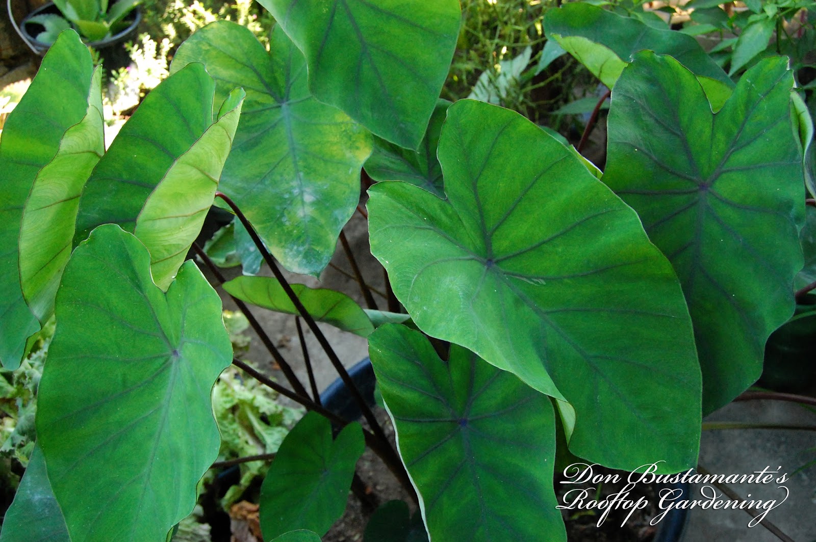 Don Bustamante's Rooftop Garden Native Gabi