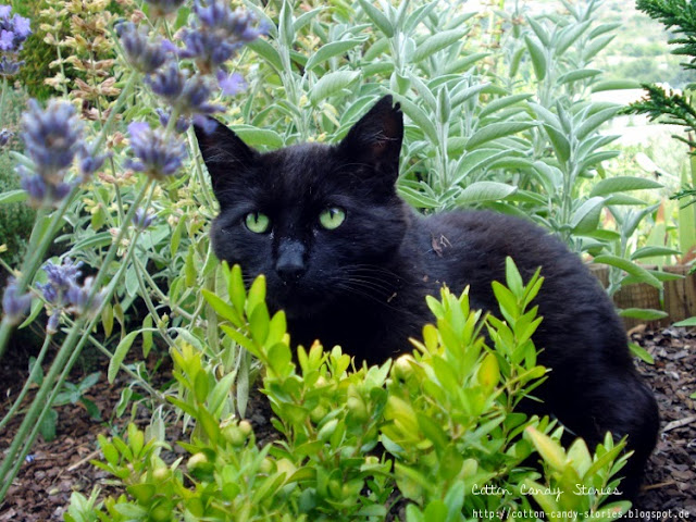 Schwarze Katze