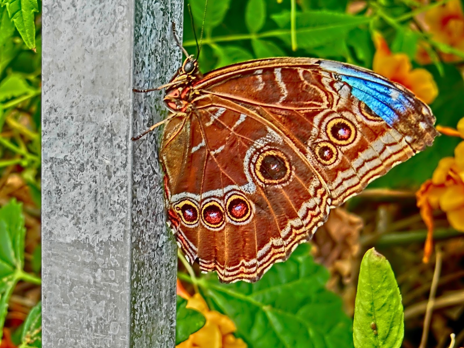 Nau speak Vegas Springs Preserve Butterfly Exhibit