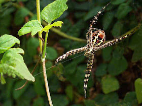 spider,garden