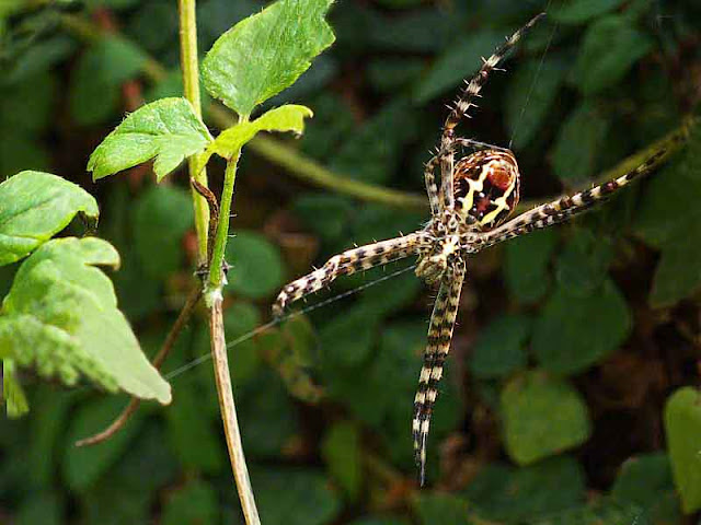 spider,garden