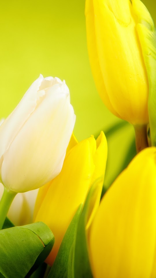Tulips White Yellow Flowers Android Best Wallpaper
