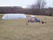A few hens and high tunnel.