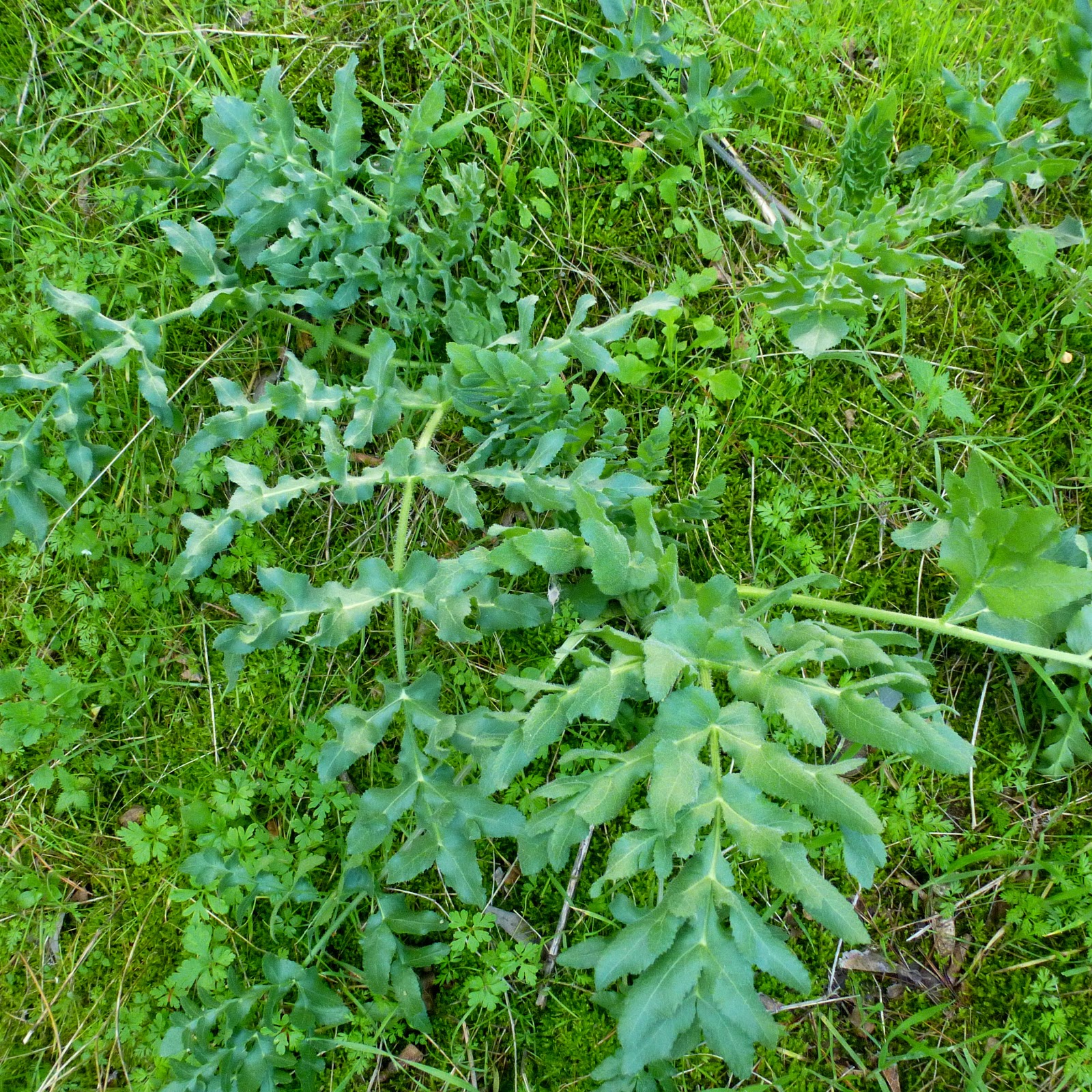 Τα φυτά του Υμηττού Opopanax hispidus