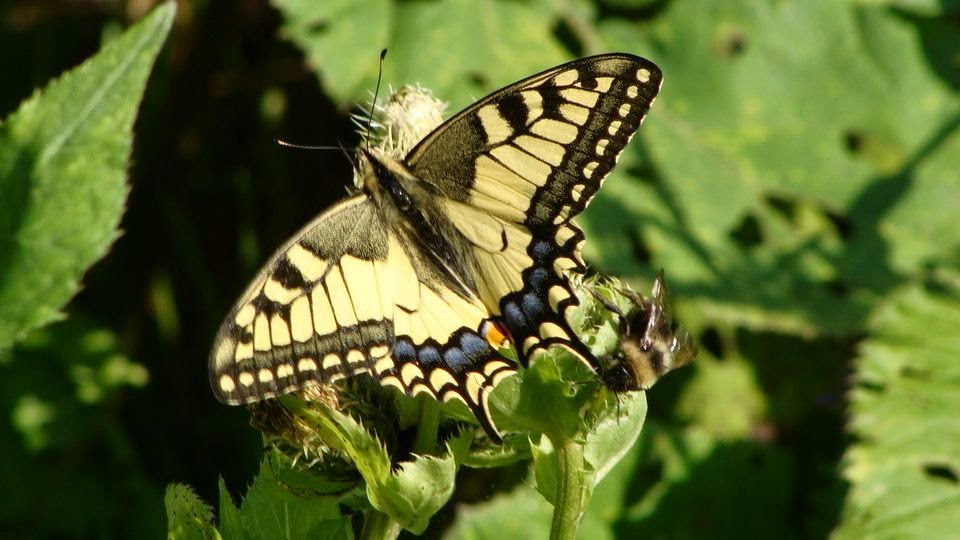 Papilio (Papilio) machaon DSC10758