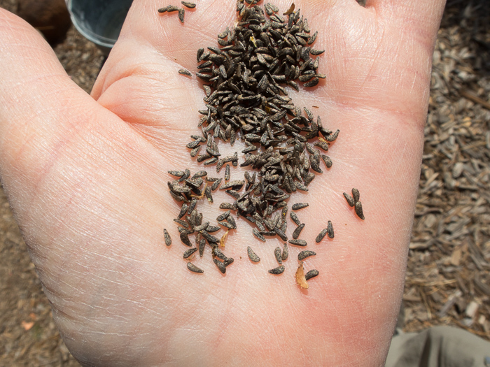 California Native Plant Seeds Propagation begins!