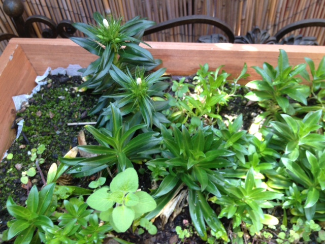 A Garden Grows In Los Angeles