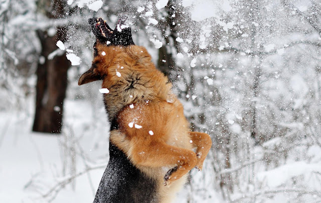 Springende Duitse herder in de sneeuw