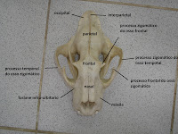 SOS Medicina Veterinária: Anatomia II - Cranio - Ruminante, suino ...