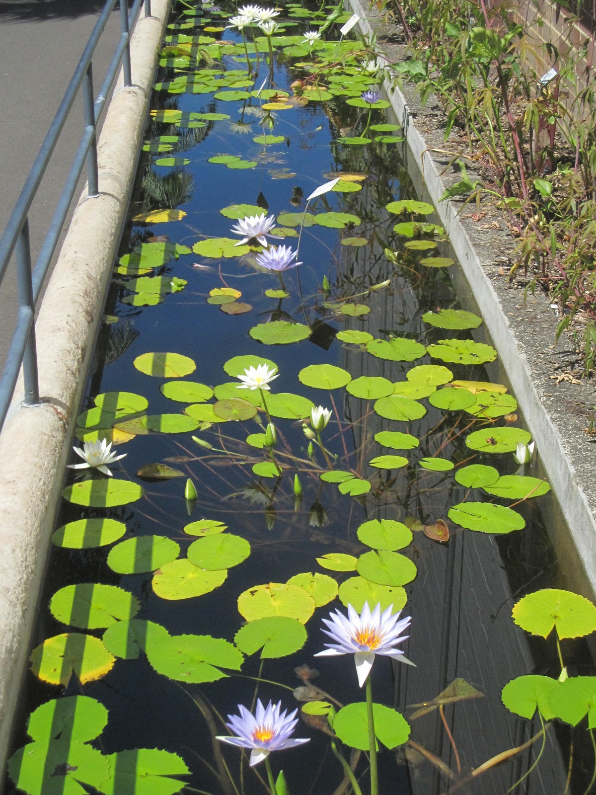 Sydney City and Suburbs Botanic Gardens, water lily pond