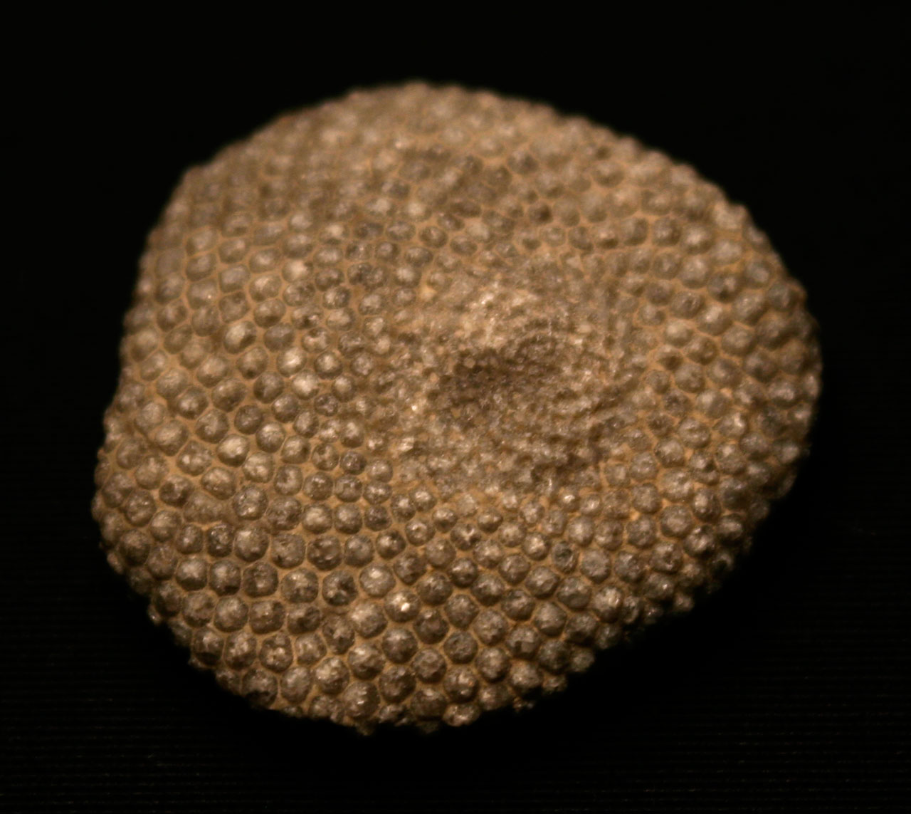 Louisville Fossils and Beyond Receptaculites subturbinatus Fossil Algae