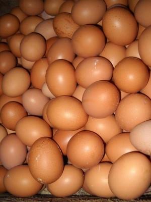  telur ayam negeri untuk masker
