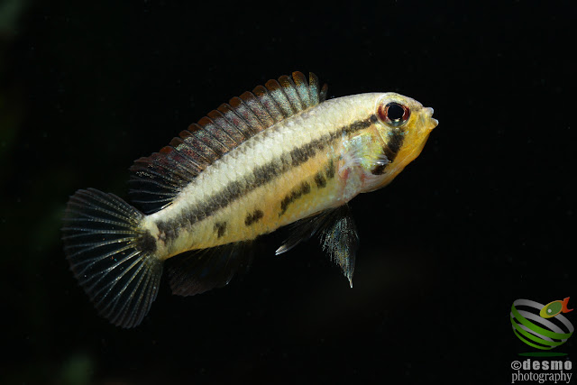 Apistogramma sp. D52