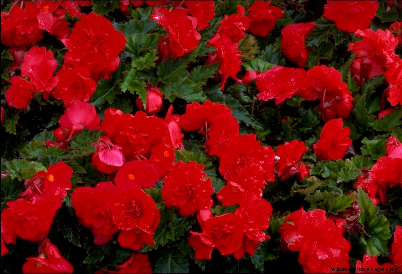 redflowers