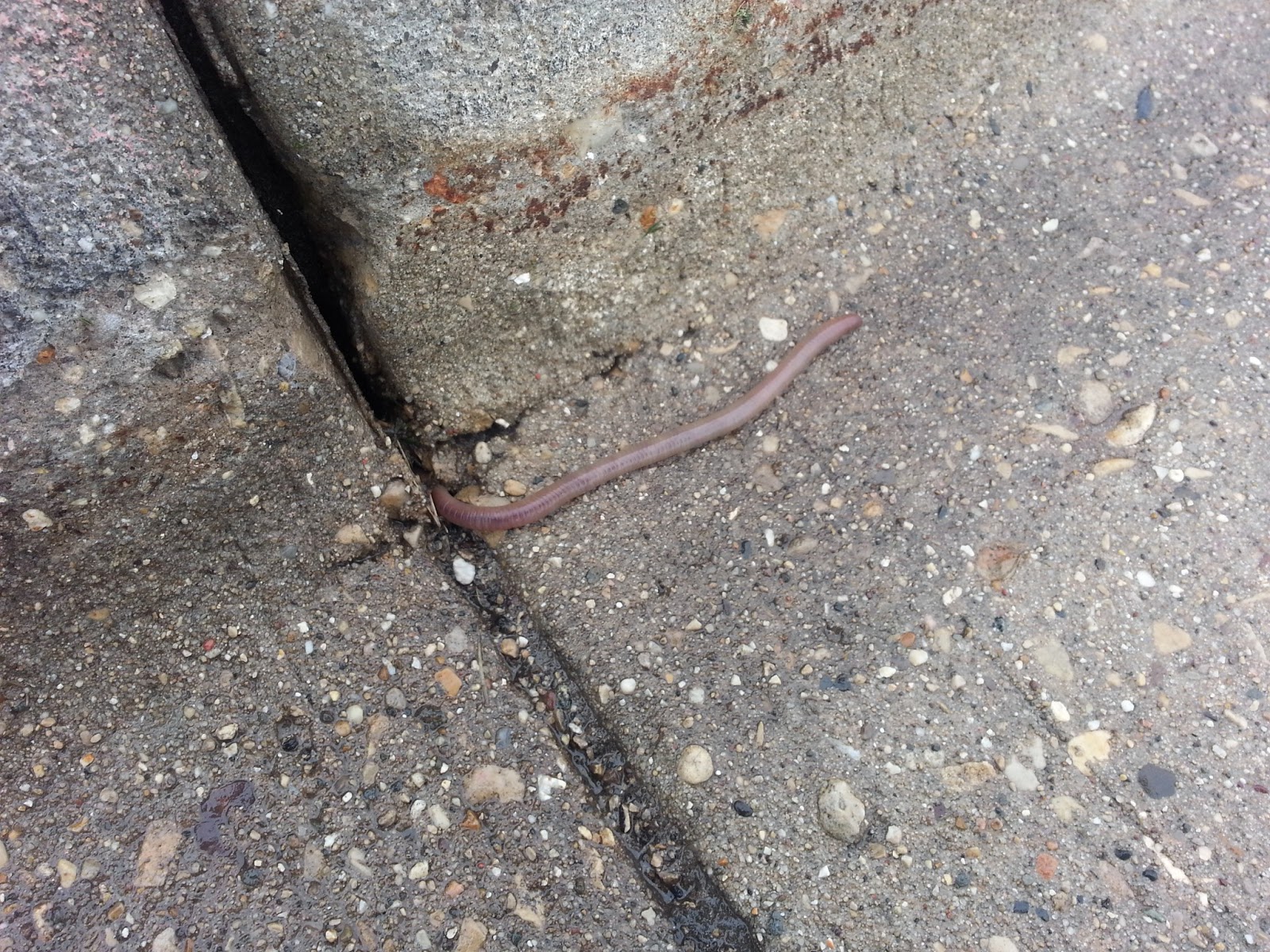 The Urbane Farmer: Worms after the rain