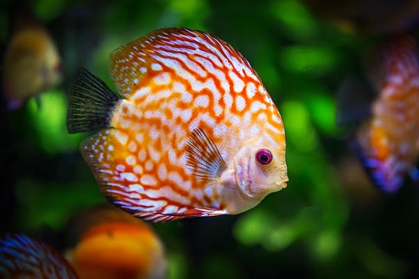 15 Bisnis Ikan Hias Yang Laku Pembeli, Mudah, Dan Menguntungkan 15 Bisnis Ikan Hias Yang Laku Pembeli, Mudah, Dan Menguntungkan