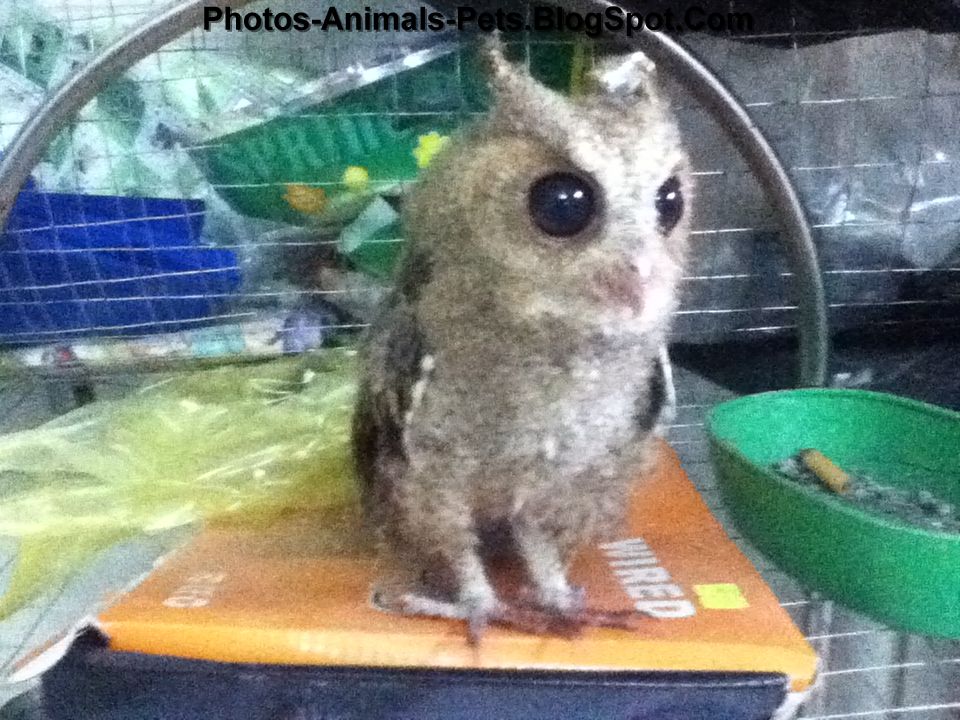 Dangerous of Wild Animals Baby owl