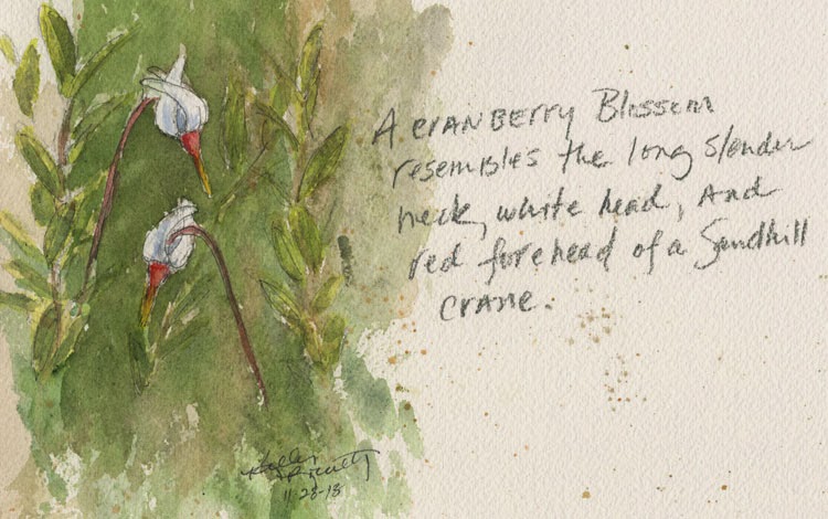 Cranberry (Vaccinium macrocarpon) blossoms watercolor painting
