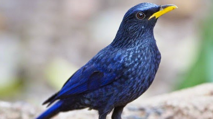 Harga Burung Ciung Batu Dan Wanara Terbaru Rujukanmu
