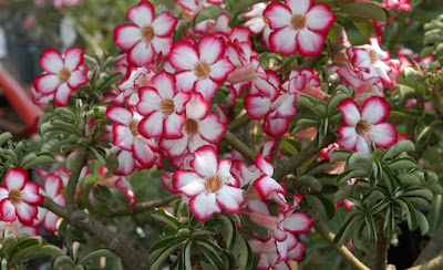 kamboja jepang sebenarnya tidak tepat untuk nama bunga ini Adenium atau Kamboja Jepang