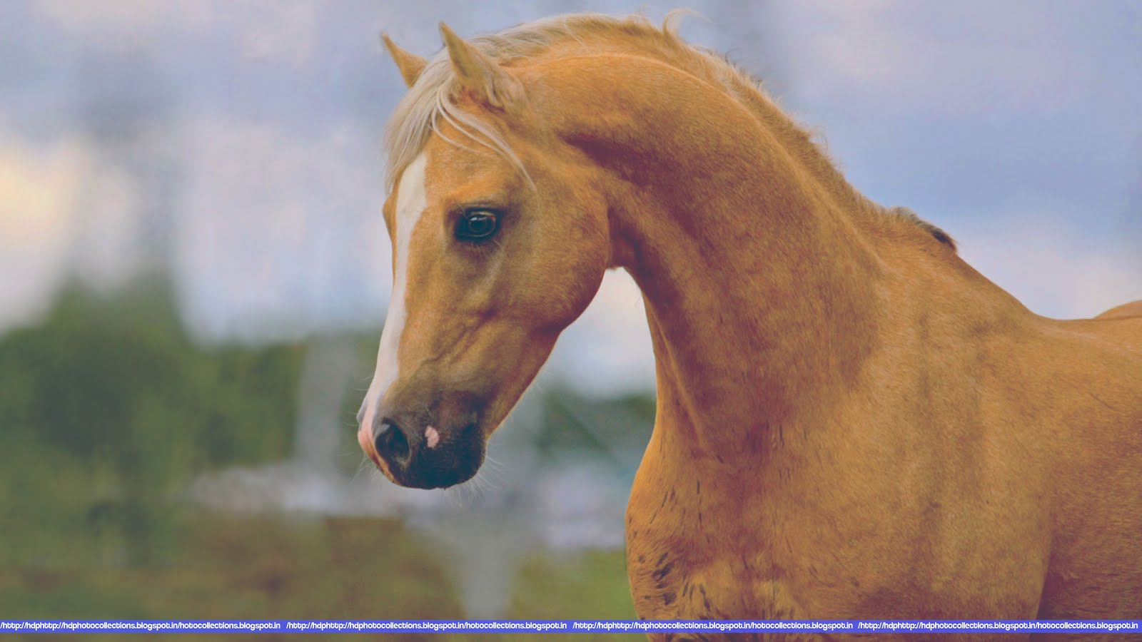 HD Photo Collection’s: Horse Head Wallpaper 3840x2160