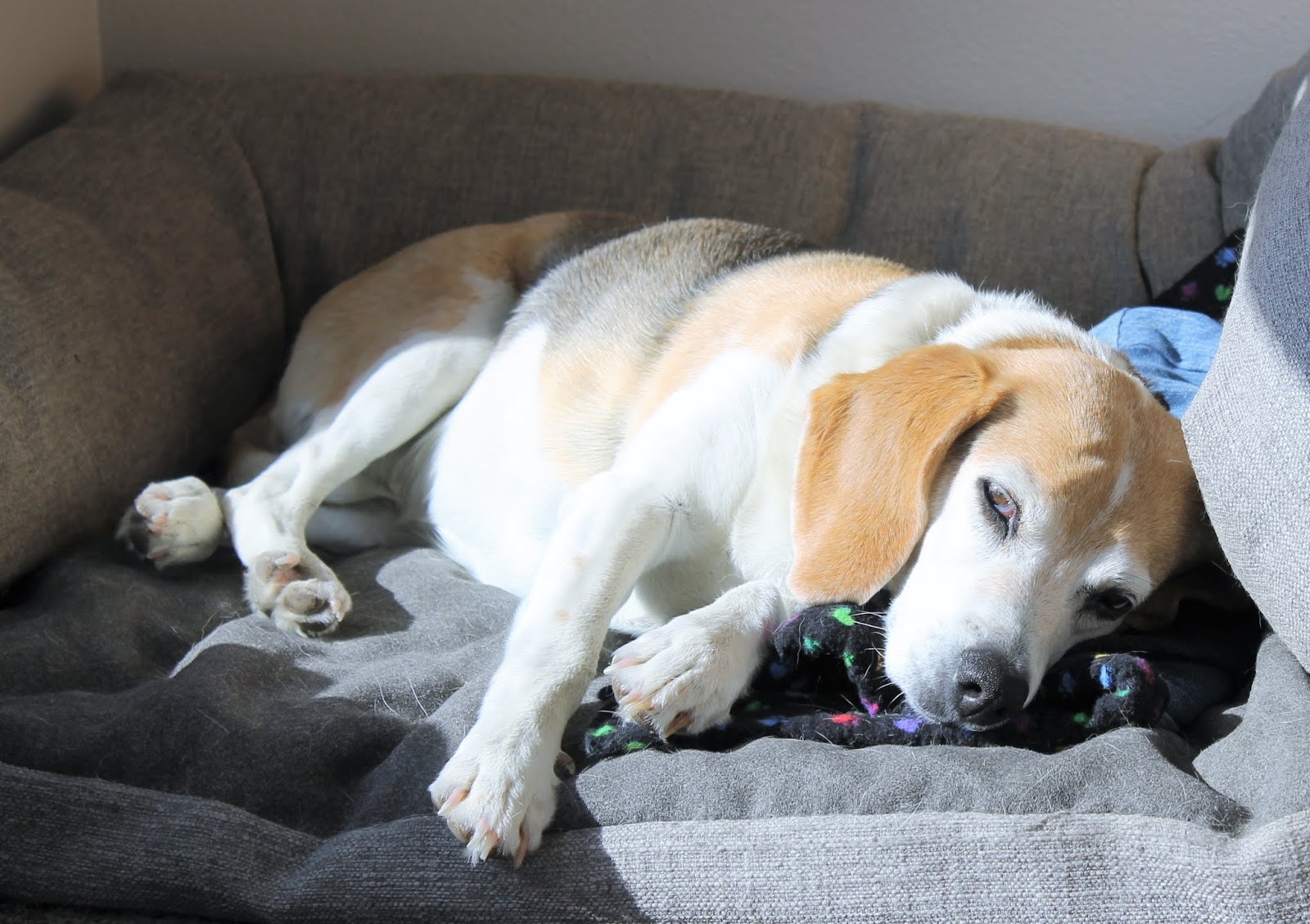 Simple Way of Caring for an Older Dog Sew Simple Home