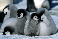 http://3.bp.blogspot.com/-SJDfjt816Wk/UBBShDq58kI/AAAAAAAADPw/9ju6dSrth_M/s1600/march+of+the+penguins.jpg