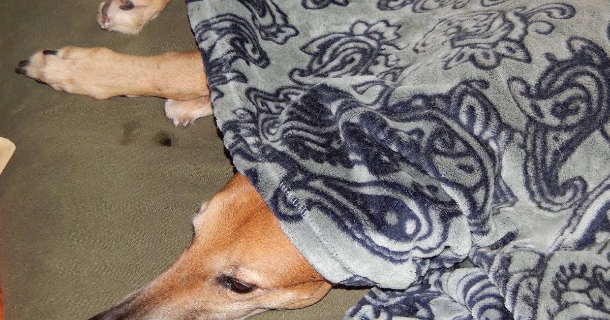 Big Ears Kennel Gone