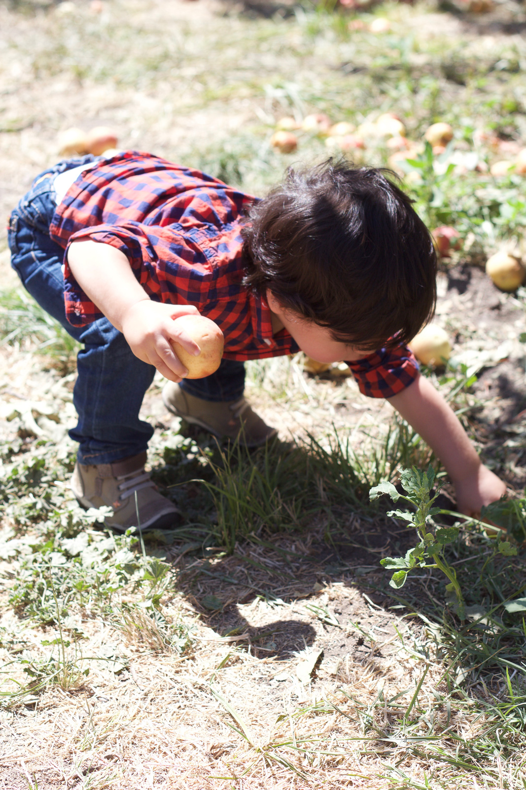 riley's apple farm apple picking riley's apple farm apple picking