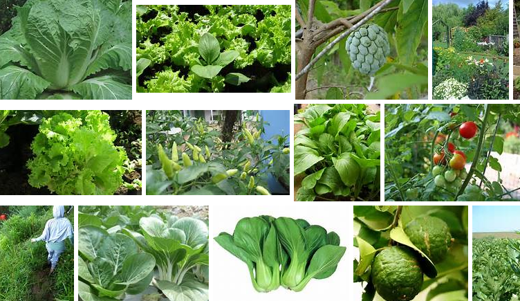 Tanaman Rumahan yang Bermanfaat: Tanaman sayur- sayuran dan buah