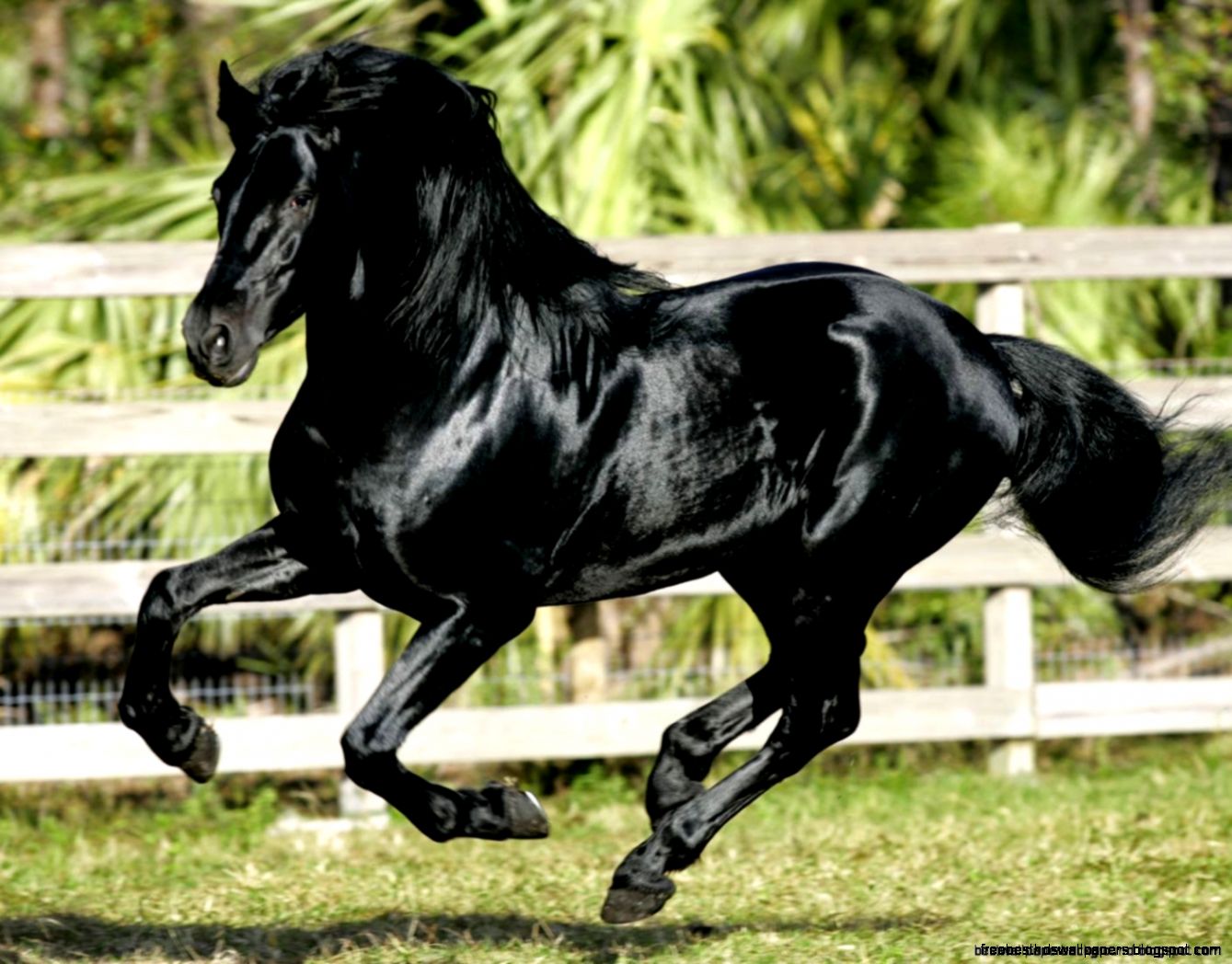 Andalusian Horses Wallpaper  Best Wallpaper Background