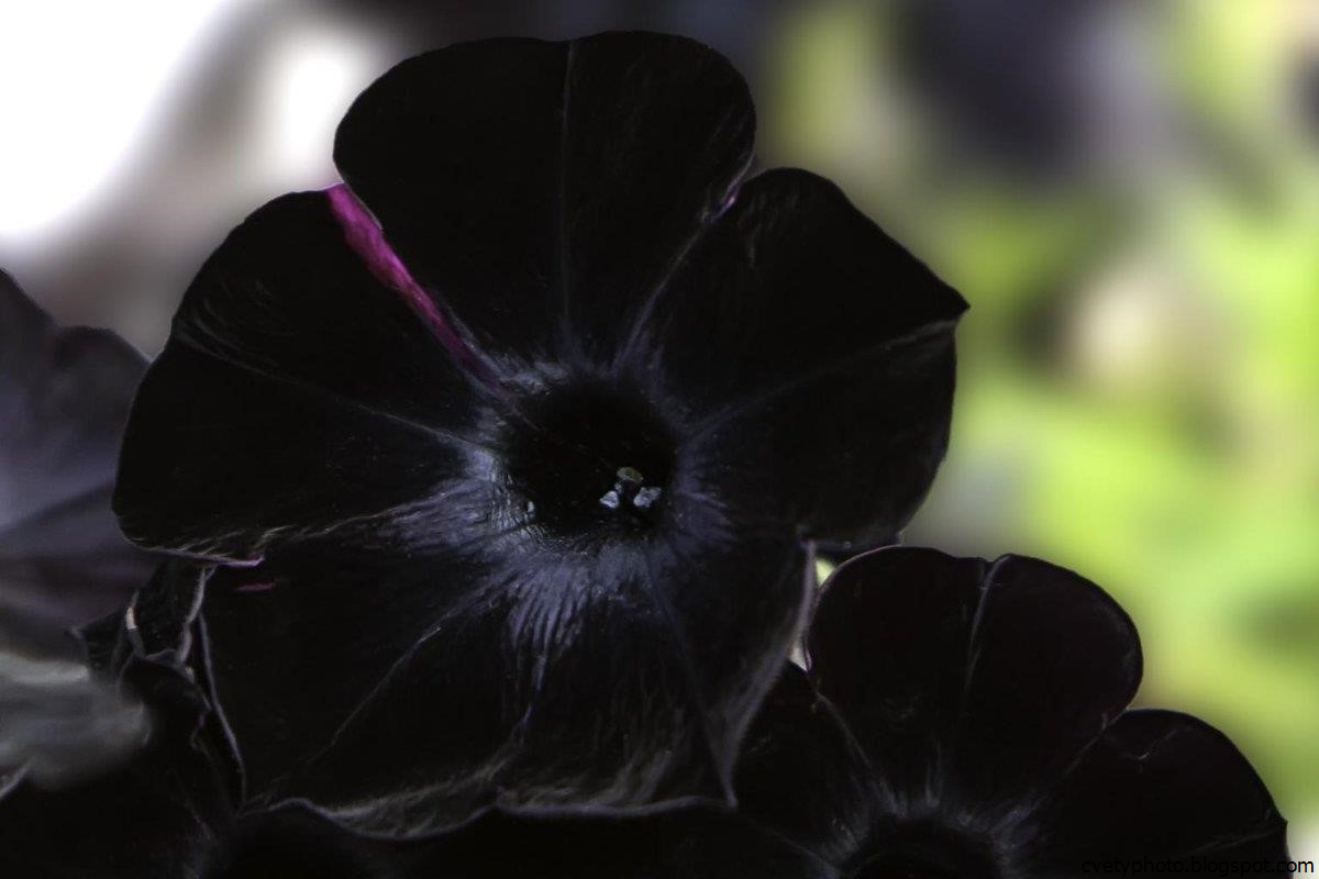 Черней черных картинки. Блэк Флауэрс. Фиалка черная роза. Черный цветочек. Черный цвет.