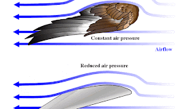 Contoh Soal Pelajaran Puisi Dan Pidato Populer Mengapa Burung