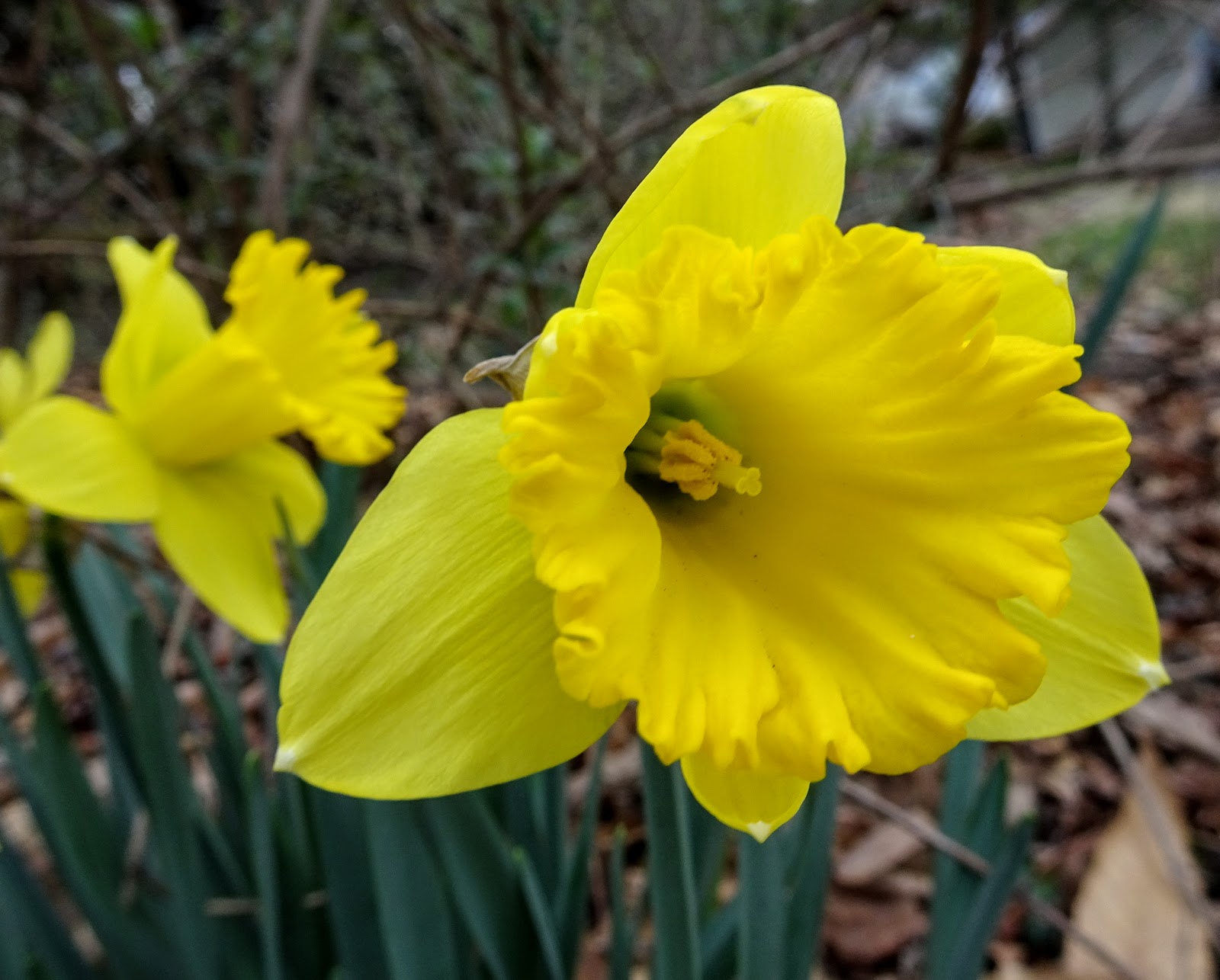 Love, Joy and Peas First Daffodils, Periwinkle and Forsythia Flowers