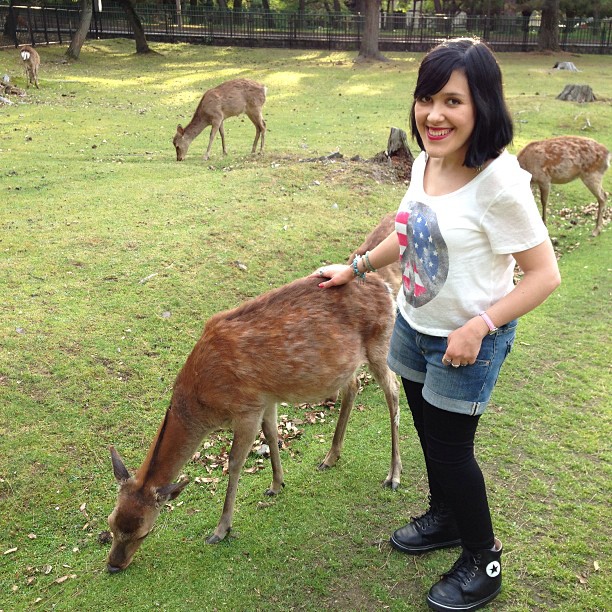 rencontre avec les cerfs à Nara au Japon