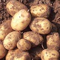 Papas Papas Patatas cosechada en Cultura Aymara