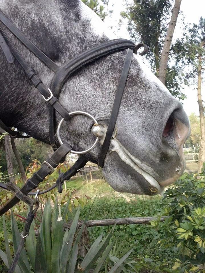 Filetto Equitazione CLBING - Morso Anatomico 127mm, Per Cavalli - Foto 12