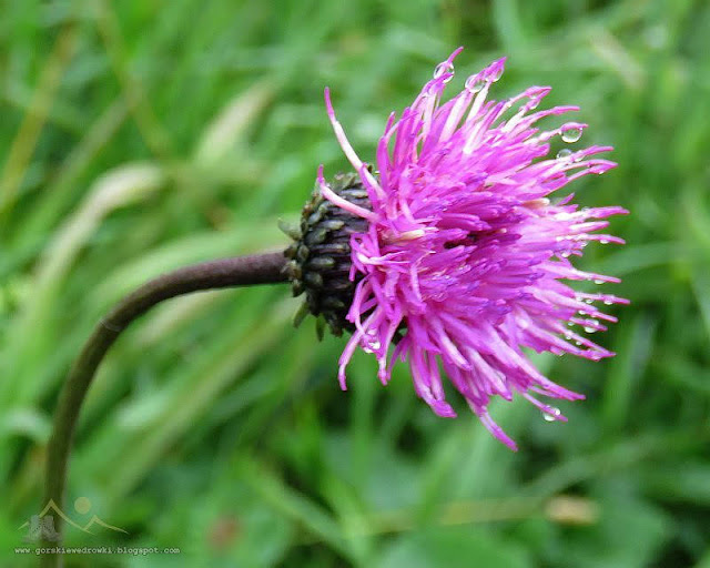 Chaber driakiewnik (Centaurea scabiosa L.)