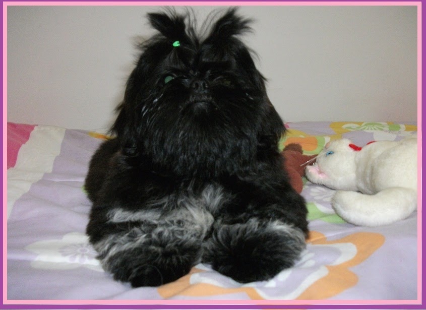 Shitzu preto é raro Clearance