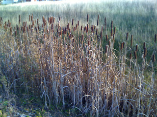 F%25C3%25B6rmiddagspromenad%2Bh%25C3%25B6st%2B%25285%2529 - Förmiddagspromenad i höstsolen