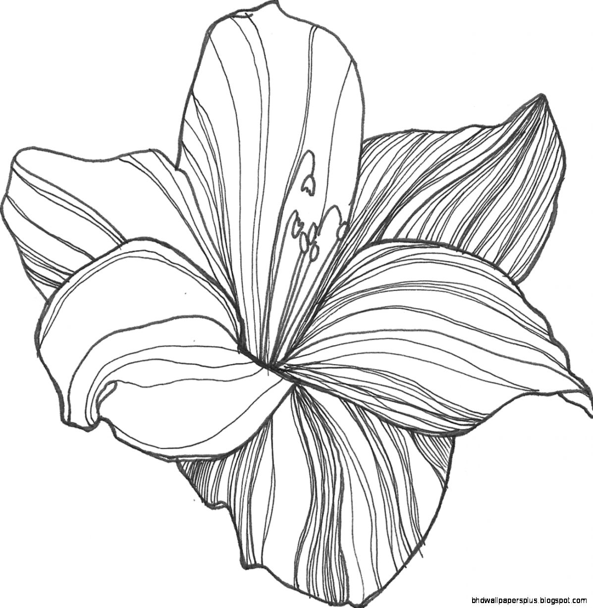 Top 10 Flower Drawing And Outline Images For Kids   Share Submit