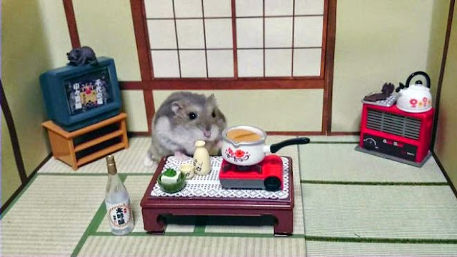Un chouette restaurant japonais tenu par des petits hamsters  Un%2Brestaurant%2Btenu%2Bpar%2Bdes%2Bhamsters%2Bphoto%2B5